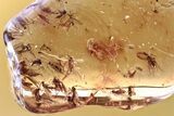Fossil Fungus Gnat Swarm (Sciaridae) In Baltic Amber - ~ Gnats! #372507-1